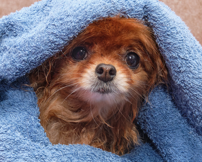 puppy in a bath towel after a bath