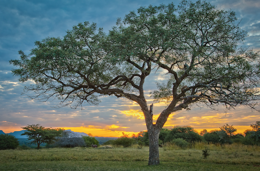 marula oil