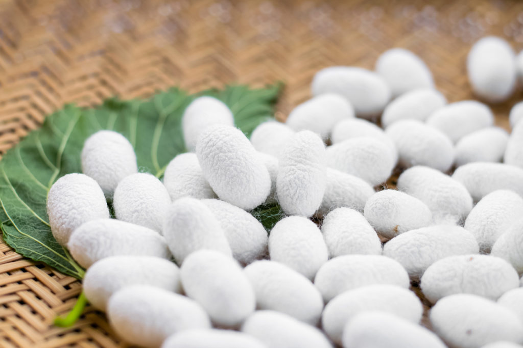 silkworms in skincare