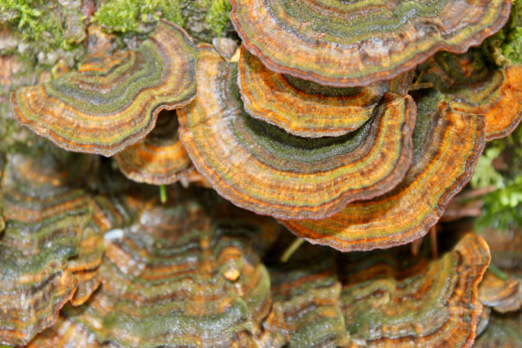 turkey tail mushroom