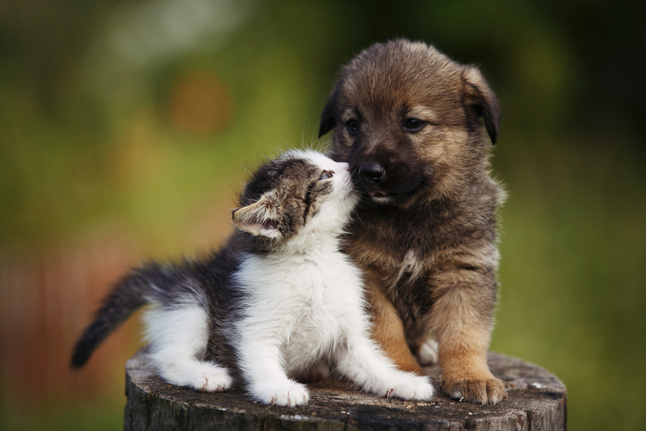 puppy and cat kissing each other