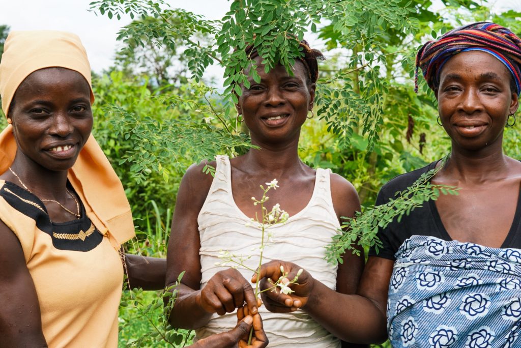 African villagers holding a Moringa tree plant